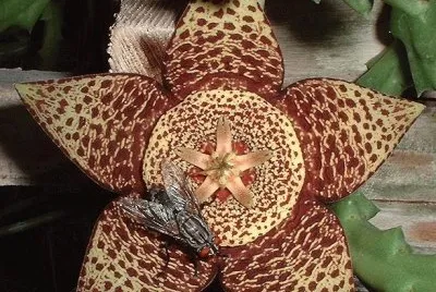 small carrion flower