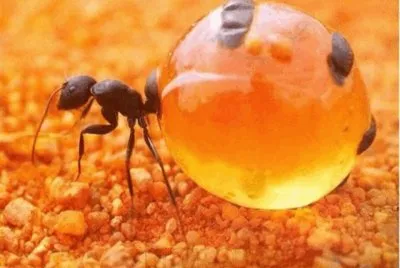 Hormiga Mielera