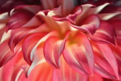 dahlia closeup