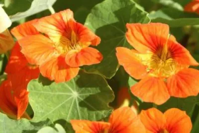 Capuchina jigsaw puzzle