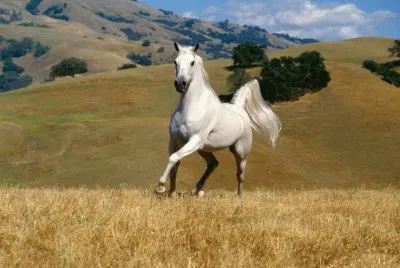 EN MEMORIA DEL RAYO jigsaw puzzle