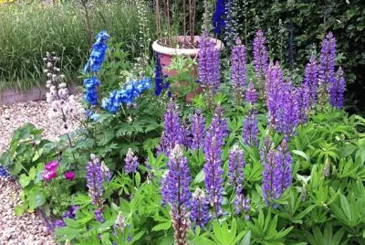 פאזל של Purple Garden