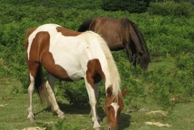 petit cheval des PyrÃ©nnÃ©es