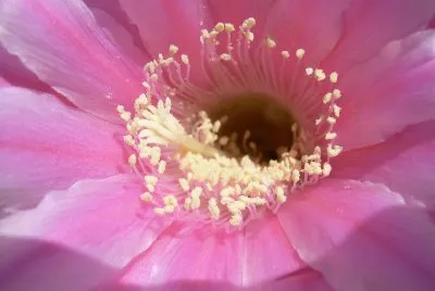 flor de cactus jigsaw puzzle