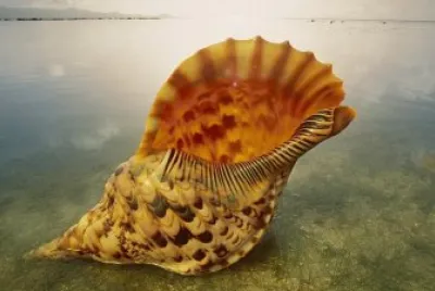 shell at dawn jigsaw puzzle