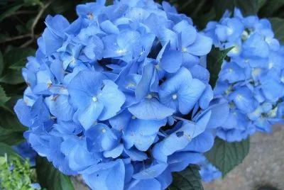 blue hydrangia