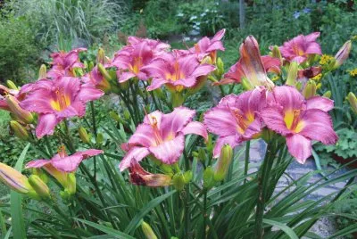 Daylily
