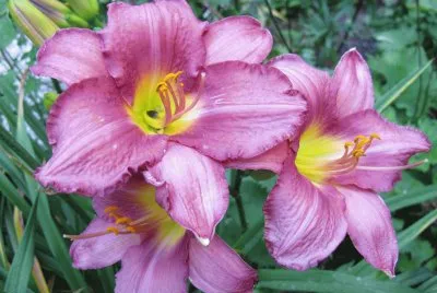 Daylily