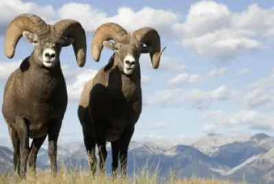 OTRO SÃMBOLO DE LA BAJA jigsaw puzzle