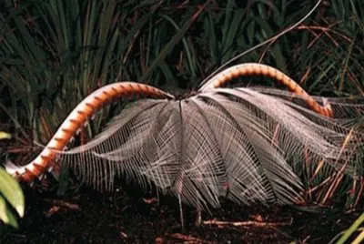 Ave Lira - Australia