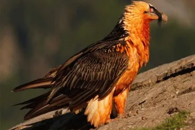El Quebrantahuesos de los Pirineos