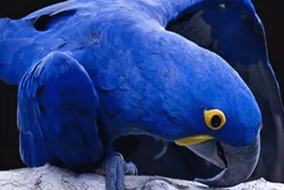 Loro azul -Brasil