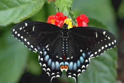 Mariposa Cola de Golondrina