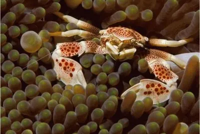 seafood
