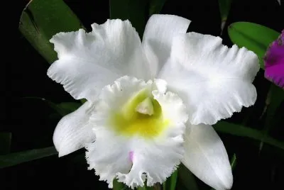 flores