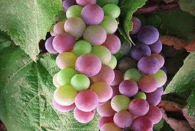 frutas