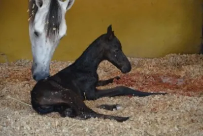 CORAZÃ“N MATERNO jigsaw puzzle