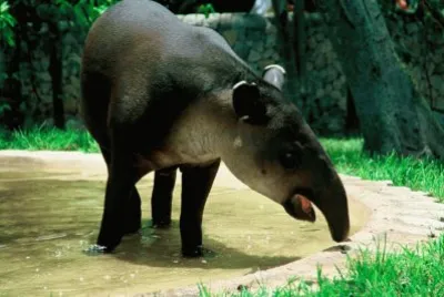 HERMOSO TAPIR MEXICANO jigsaw puzzle
