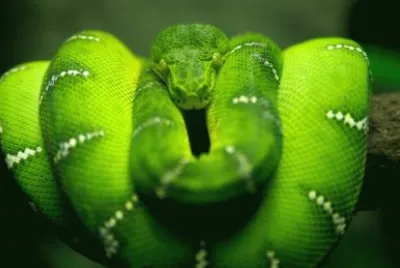 ANIMALES