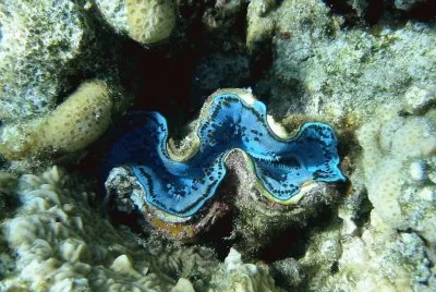 Almeja Gigante - Mar Rojo