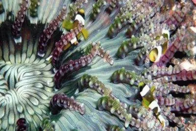 AnÃ©mona - Indonesia