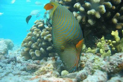 Blue-green Chromis - Maldivas