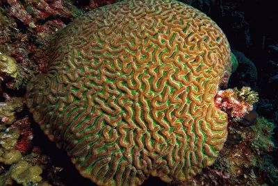 Coral Boulder Brain - Mar caribe