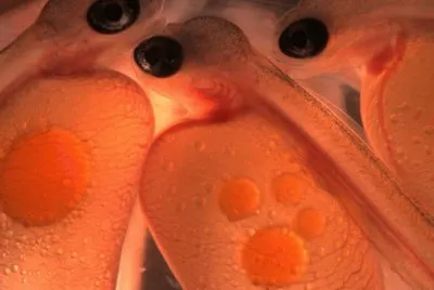 Embriones de SalmÃ³n AtlÃ¡ntico