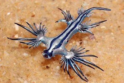 Glaucus Atlanticus