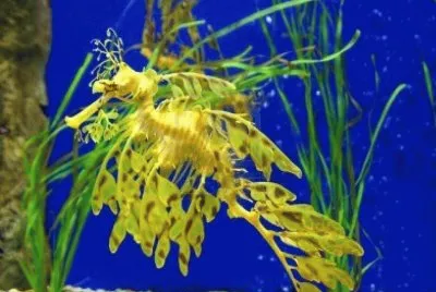 Hipocampo Australiano