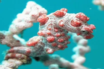 Hipocampo Bargibanti - Australia jigsaw puzzle