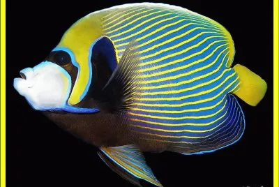 Pez Ã¡ngel emperador - Maldivas jigsaw puzzle