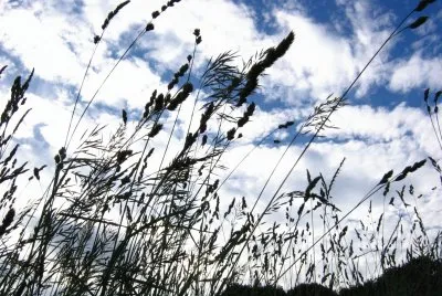 long grass against blue sky