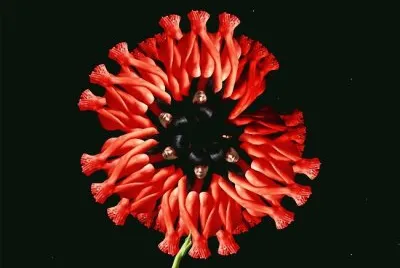 v