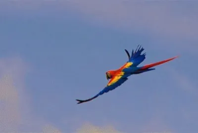 PAPAGALLO MEXICANO PLANEANDO jigsaw puzzle