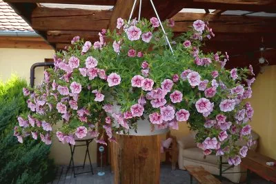 HÃ¤ngeblume