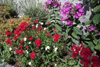 mein Garten