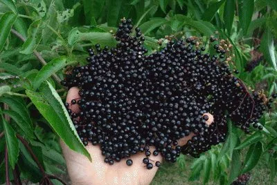פאזל של Deep Purple Elderberries