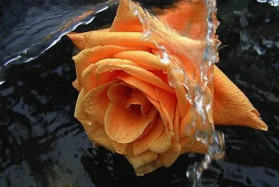 פאזל של rous orange
