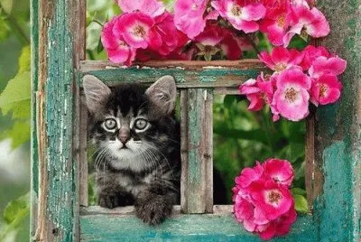 flores