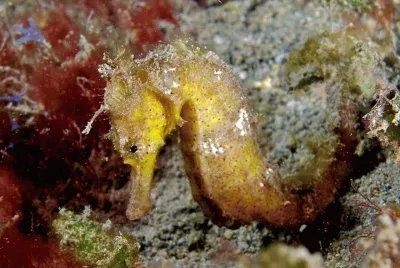 Hipocampo Kudu - Australia jigsaw puzzle