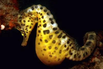 Hipocampo Dorado - Australia jigsaw puzzle