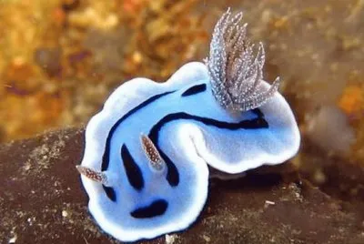 Molusco Nudibranquio jigsaw puzzle