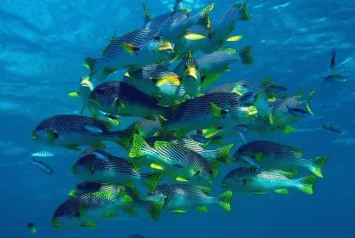 פאזל של Peces labios dulces - Australia