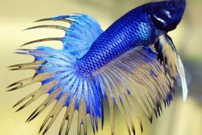 פאזל של Pez Luchador de Siam