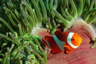 פאזל של Pez Payaso - Indo-PacÃ­fico