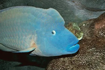 פאזל של Pez NapoleÃ³n - Australia