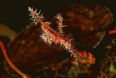 פאזל של Pez Pipa Fantasma - Pacifico