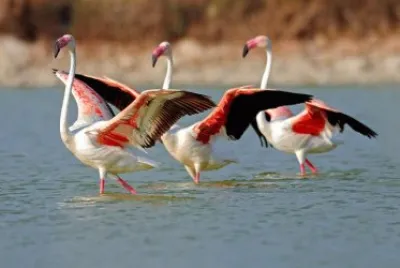 Animaladas jigsaw puzzle