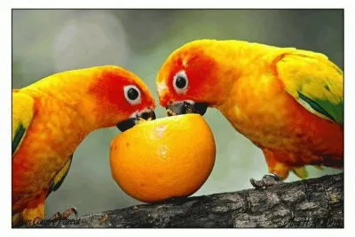 Animaladas jigsaw puzzle